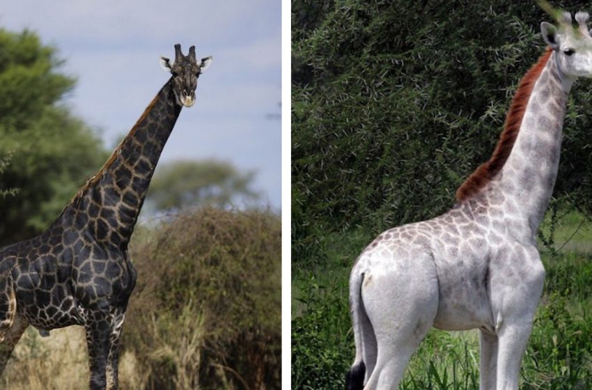  Meet one of the most rare species in the planet — the black and white giraffes