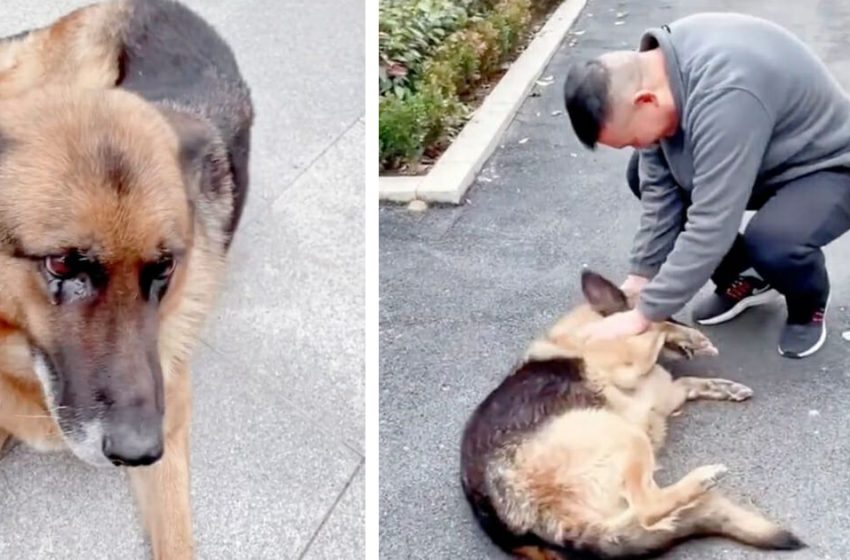  Retired police dog gets excited after reuniting with handler she hasn’t seen in years