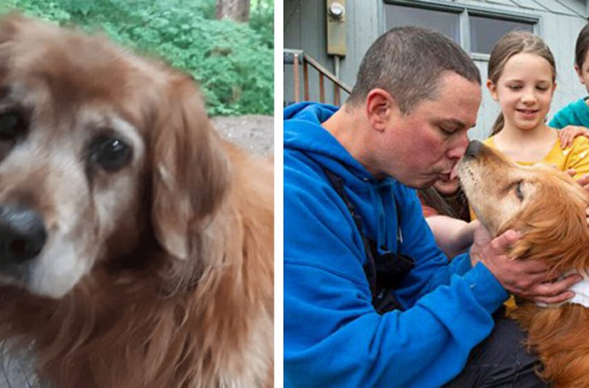  Blind senior dog discovered safe weeks after disappearing from home