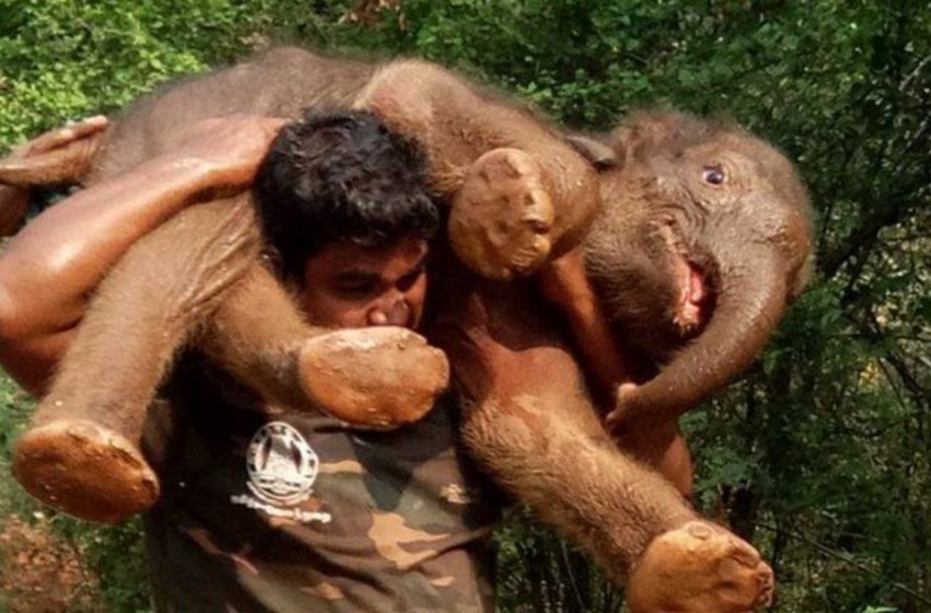  To save its life, a ranger carried a 200-pound baby elephant through the woods on his shoulders