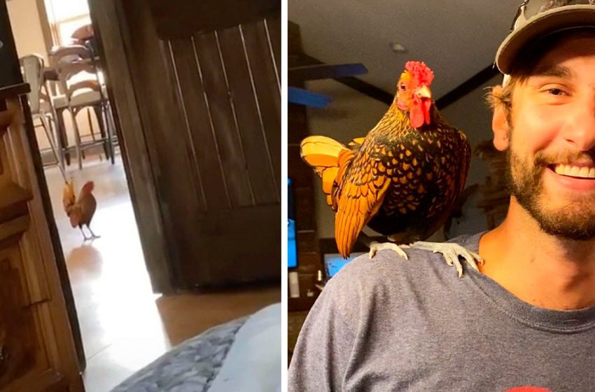  Stray rooster accidentally walked into family home and decided to stay there