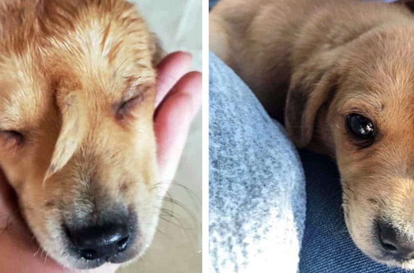  A unique puppy with a «tail» growing out of his face