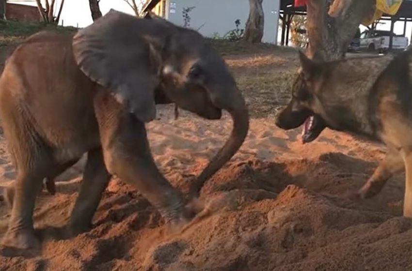  A sick elephant boy rejected by his herd found solace in a former service dog