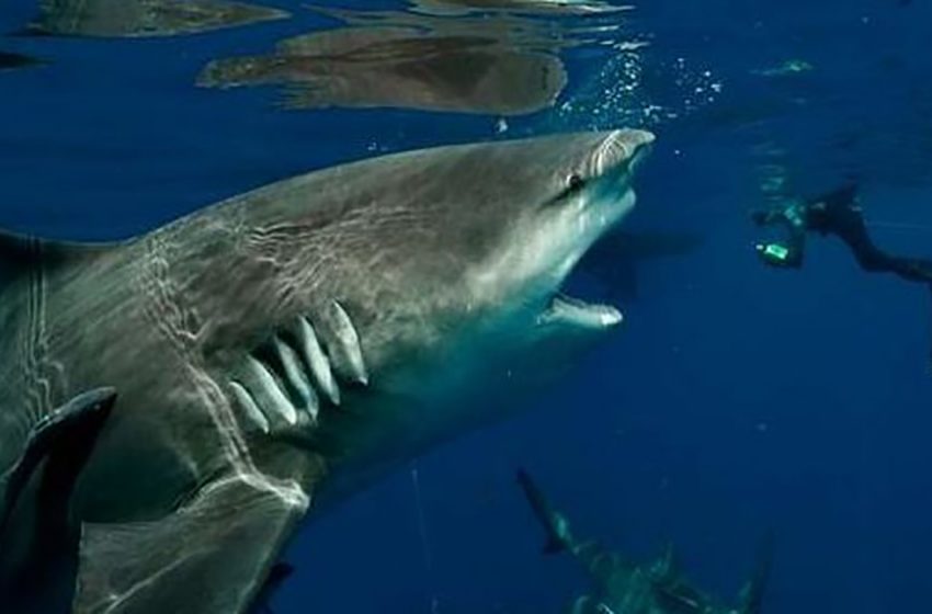  Diver captures incredible moment when he came face-to-face with abnormally huge shark