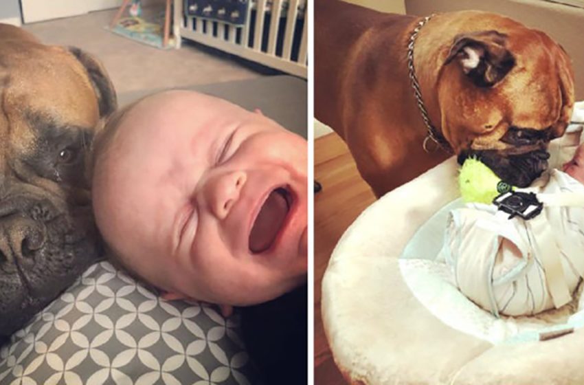  Lovely dog shares his favorite fluffy yellow toy with his newborn brother every time he cries