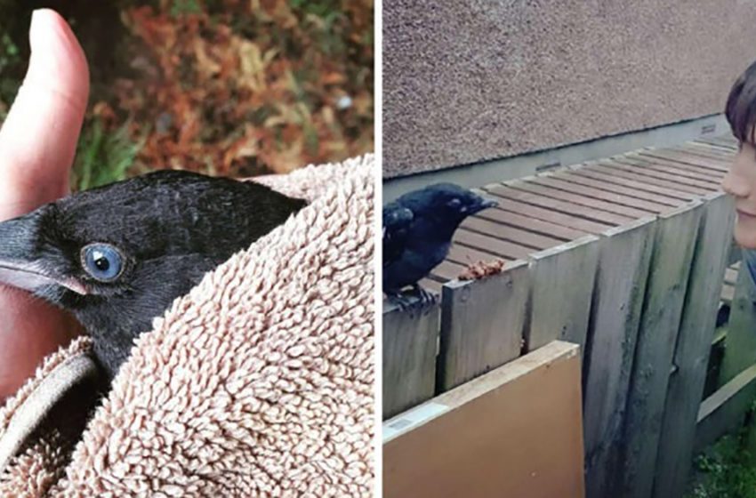  A woman rescued a baby crown, and when her son was in trouble, the mother crow returned the favor