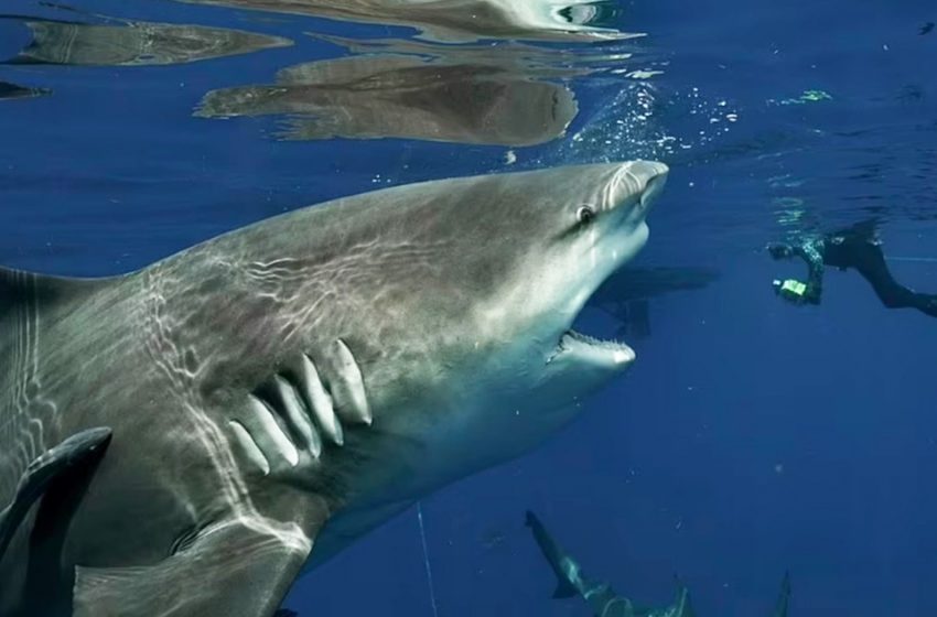  Diver came face-to-face with huge shark off Florida coast