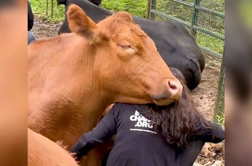  Everybody must give snuggles to this rescue cow every time they meet