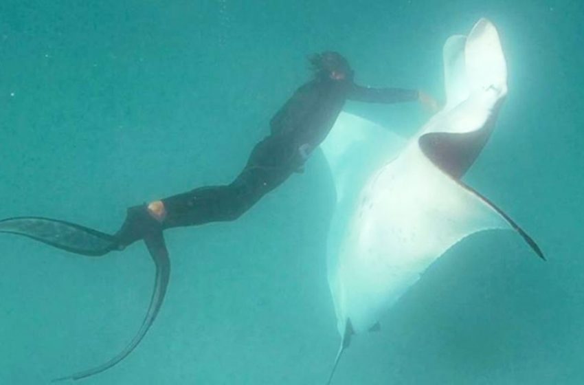  A rare encounter: a large manta ray approaches a diver with a request for help