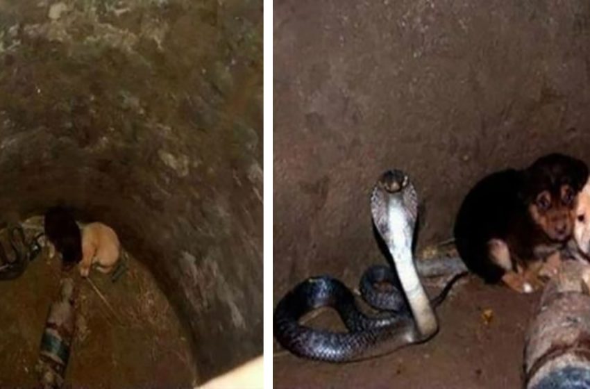  Someone threw the pups into a well, and a dangerous but extremely friendly cobra helped them