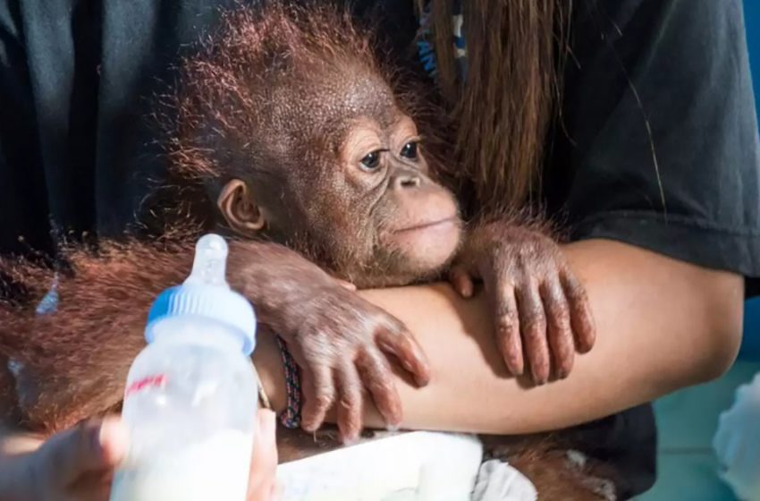  Child Orangutan Is So Diminished To At last Be Secure