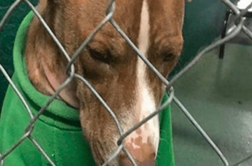  Shelter dog who wore a Christmas sweater for two months has finally found a «new» home