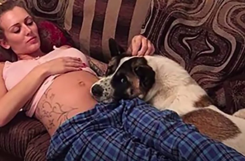  A caring American Akita felt something was wrong with her pregnant owner, even when doctors said otherwise