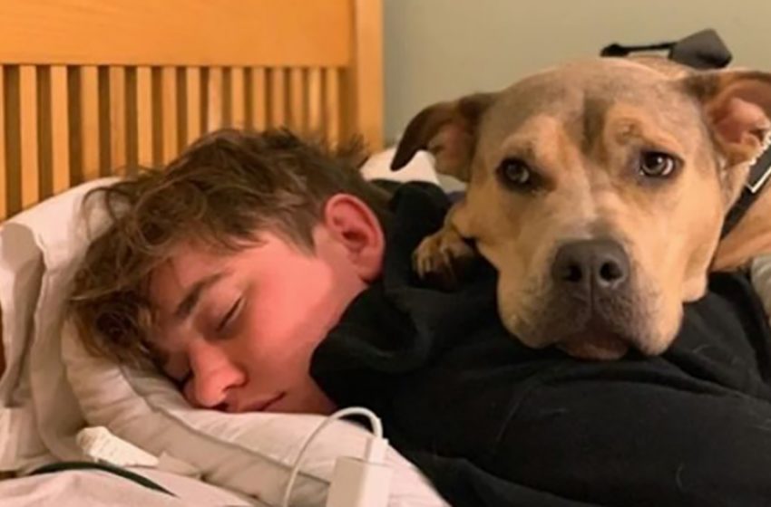  This adopted dog is afraid of everyone and everything, until one night with his new brother changes everything