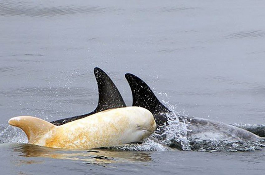  The one and only albino dolphin in the entire Eastern Pacific is back, and it’s difficult to believe it’s real