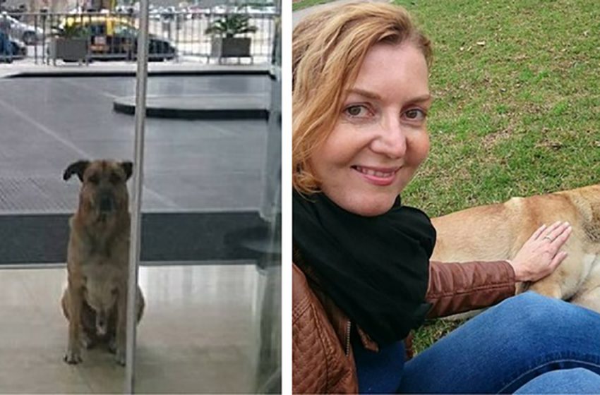  Flight attendant Olivia Sievers adopted a homeless dog named Rubio, who fell in love with her