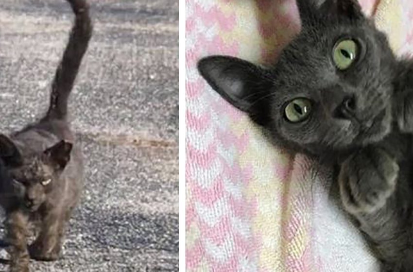  An ugly cat with a huge belly turned into a real beauty