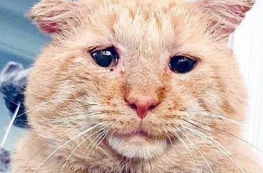  A battered cat finally gets an owner after 6 years on the street