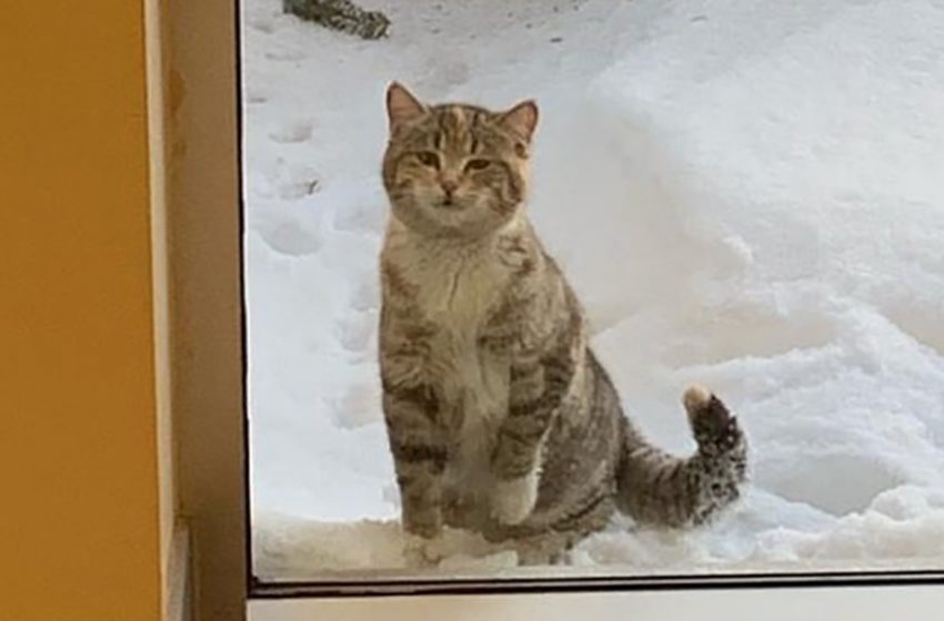  A street cat desperately asked to visit the fire department and was given a permsnent home