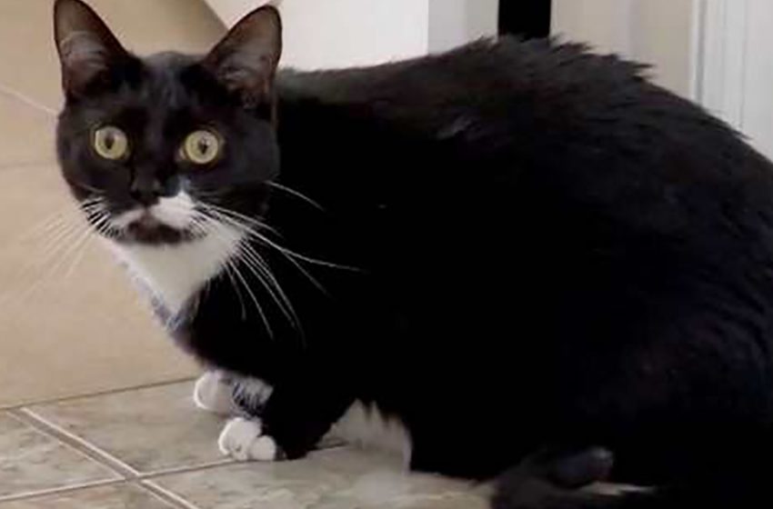  A cat woke up its owners and saved them from carbon monoxide poisoning