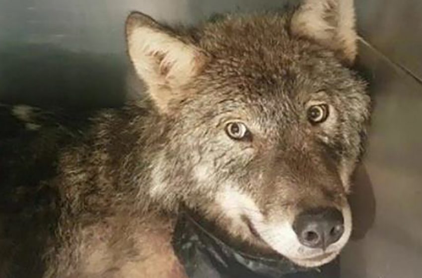  A dog drowing in an icy river was rescued in Estonia and turned out to be a wolf