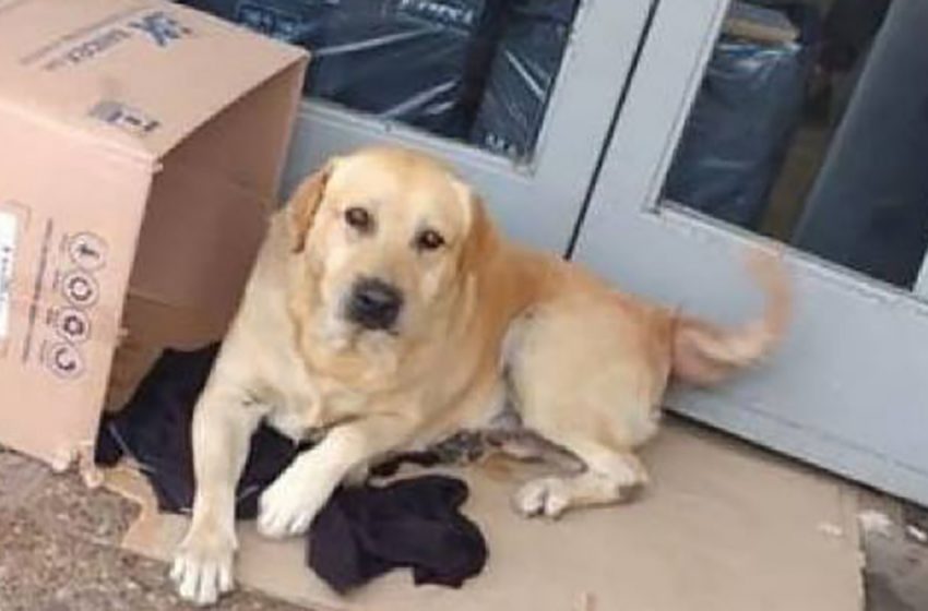  In Argentina, a devotee labrador sat at the door of the hospital for a week waiting for the owner