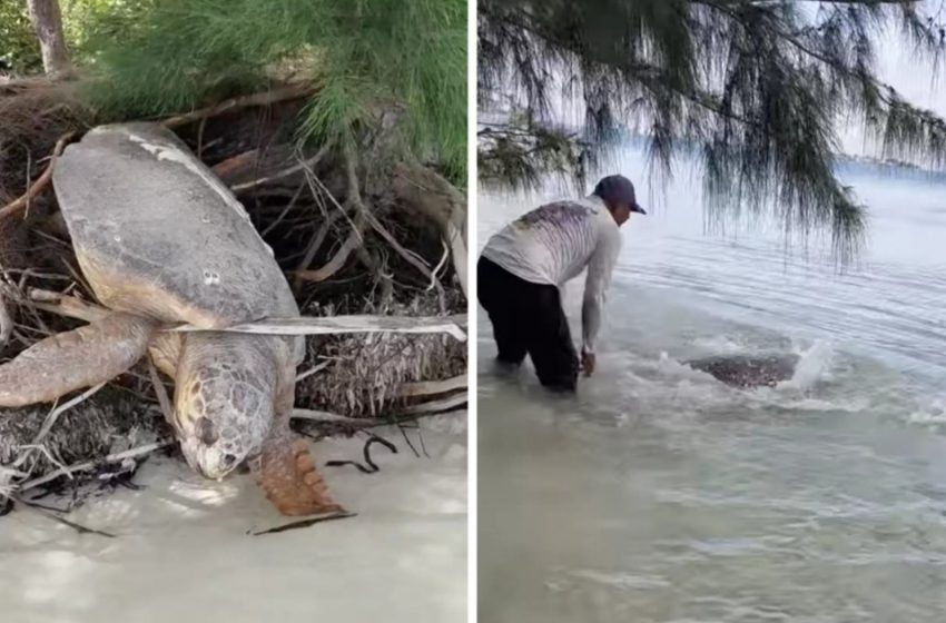  A Man Finds A ‘Dead’ Ocean Turtle Caught On Arrive And Revives Her