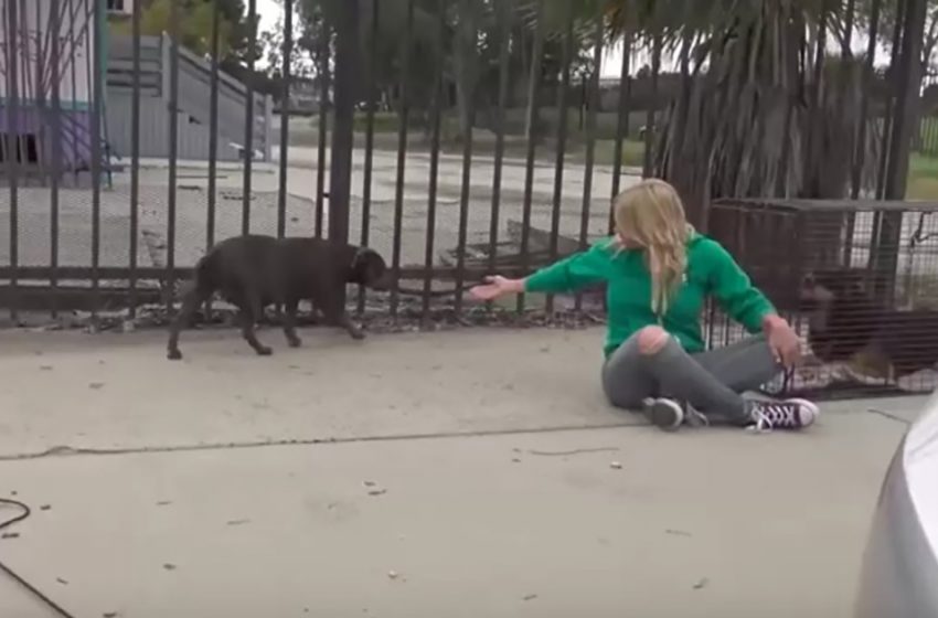  Mutts Living Beneath Building Are At last Protected — Fair In Time For One To Have Puppies