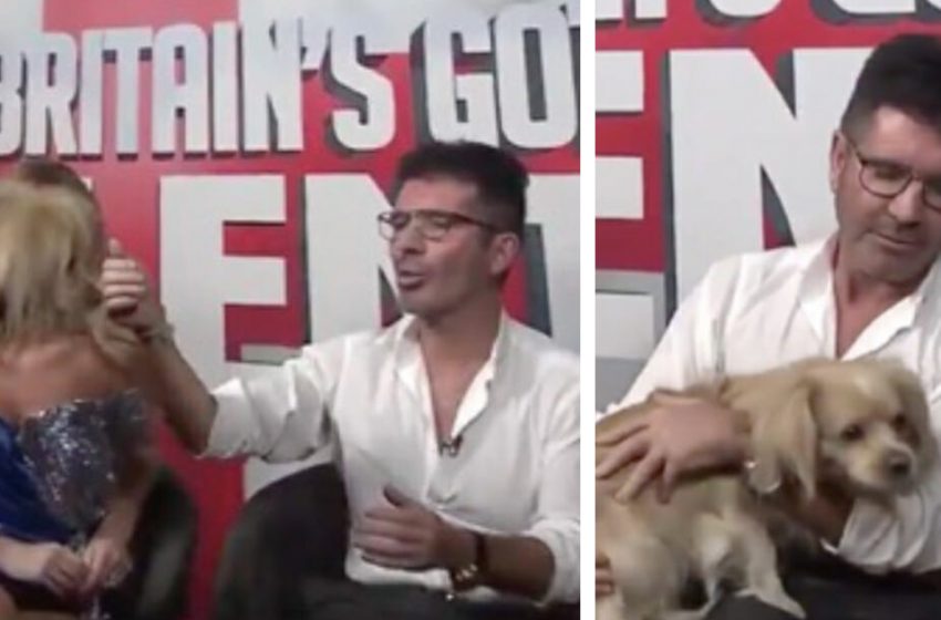  Simon Cowell surprised with a special guest: one of the dogs he rescued from the slaughterhouse