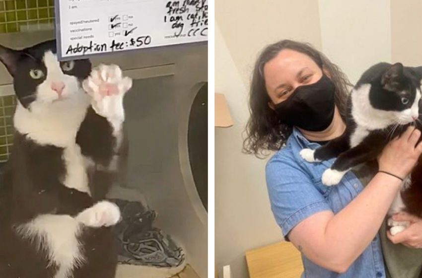  A lonely 10-year-old cat from shelter waves to a passer-by from her kennel, then finally finds a home