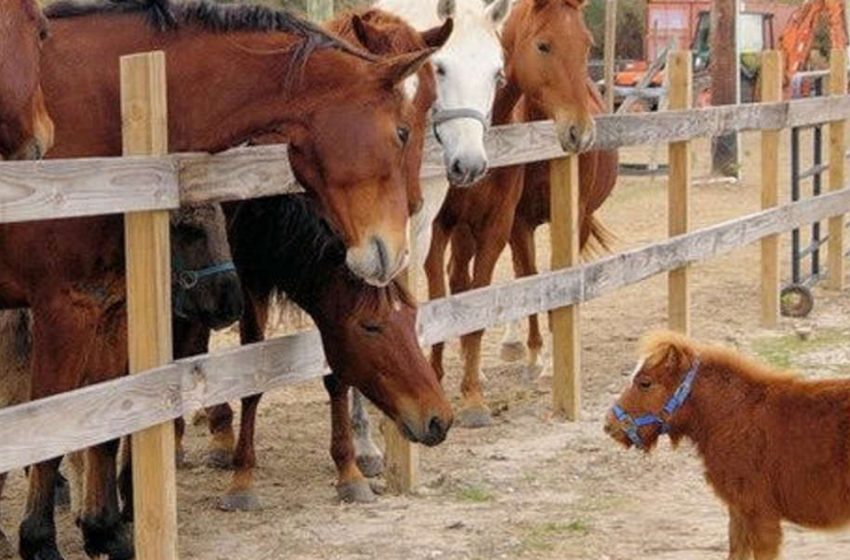  The smallest horse has dwarfism but doesn’t mind being a little different