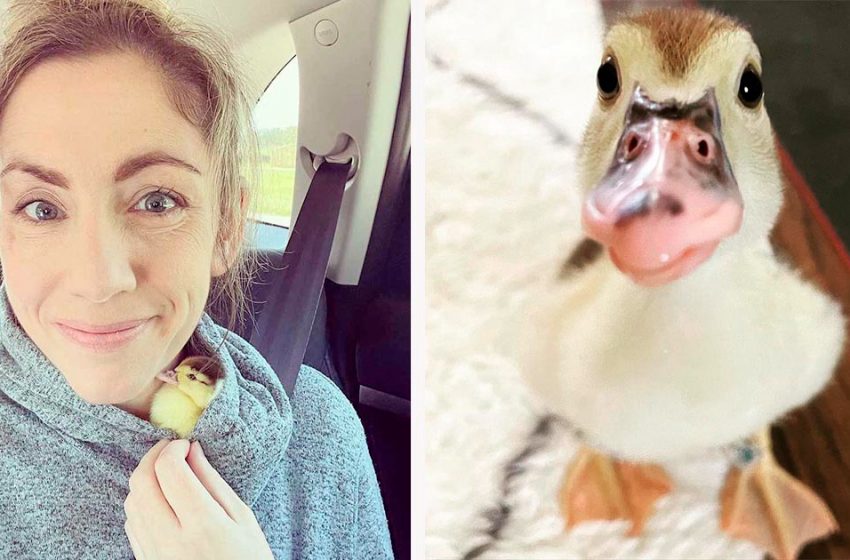  A woman finds a newborn duck left alone and cares for him