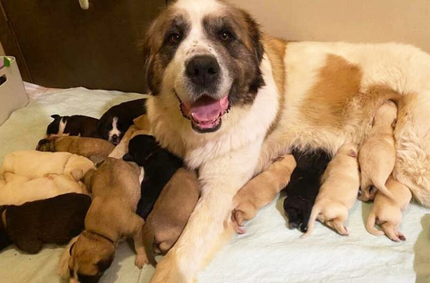  Rescue dog adopted 6 orphaned puppies and nursed 17 babies