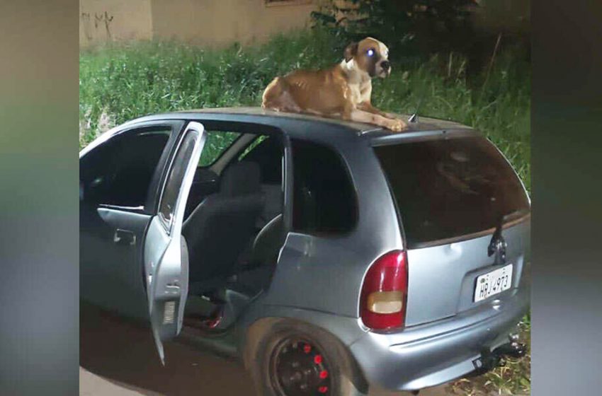  The guy finds his stolen car and sees that it is with a dog