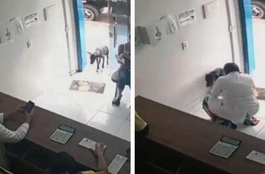  Injured stray dog wandered into a veterinary clinic to ask people for help