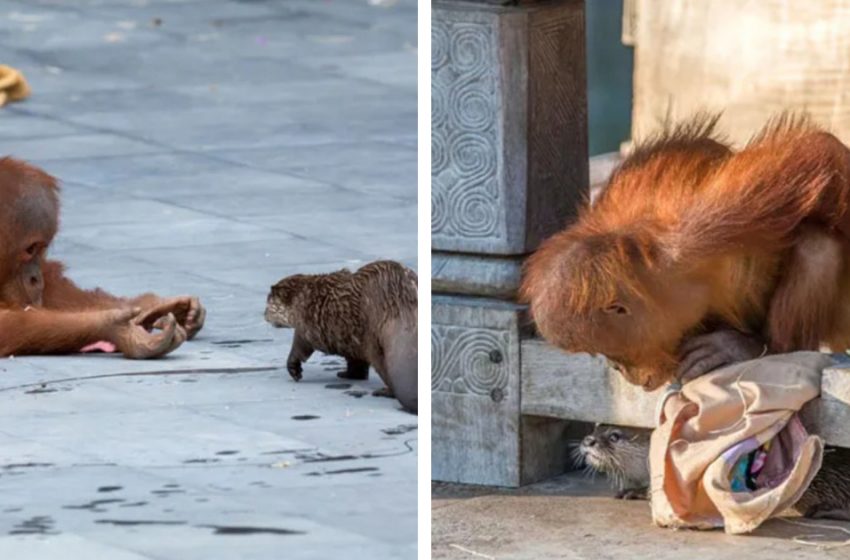  Everybody Was Charmed By The Orangutan Family’s Unordinary Relationship With The Otter Bunch