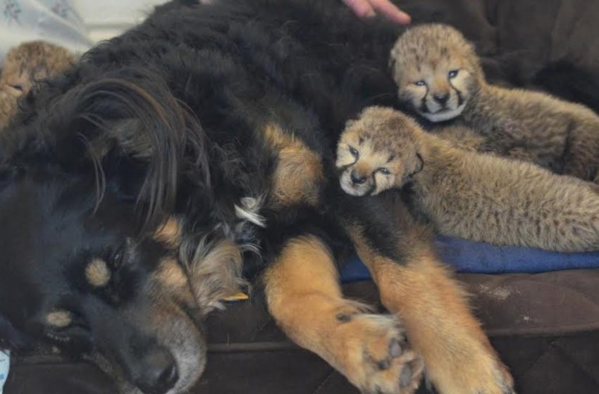  Caring puppy receives five cheetah whelps after losing their mother