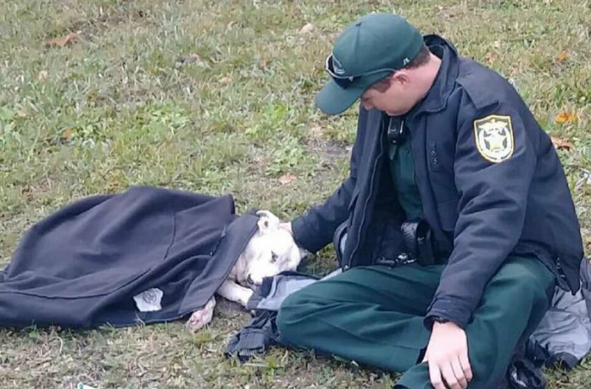  Agent comforts pooch cold and in torment after being hit by car, remains until offer assistance arrives