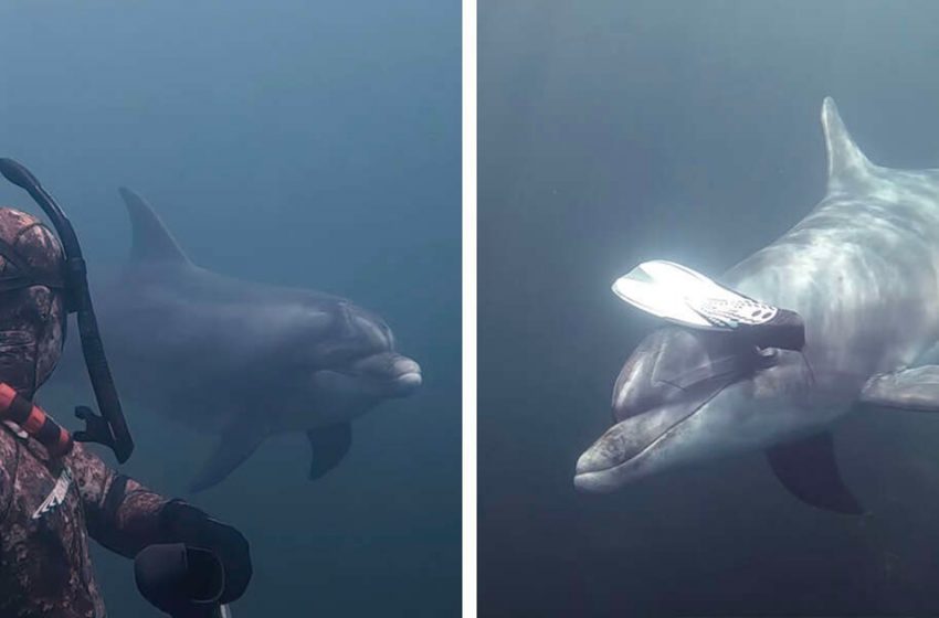  Jumper Makes Companions With A Wild Dolphin And Welcomes Him To Play Get