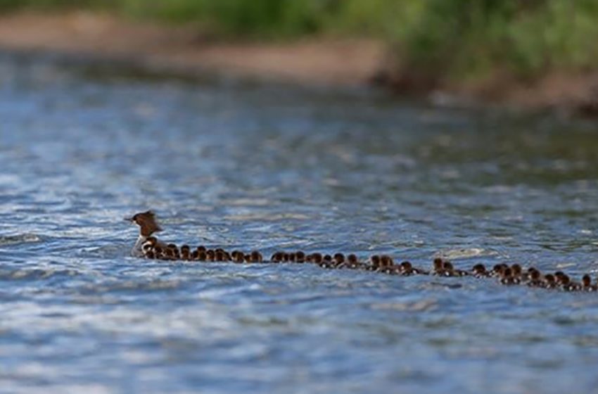  Picture taker spots mother duck caring for 76 ducklings