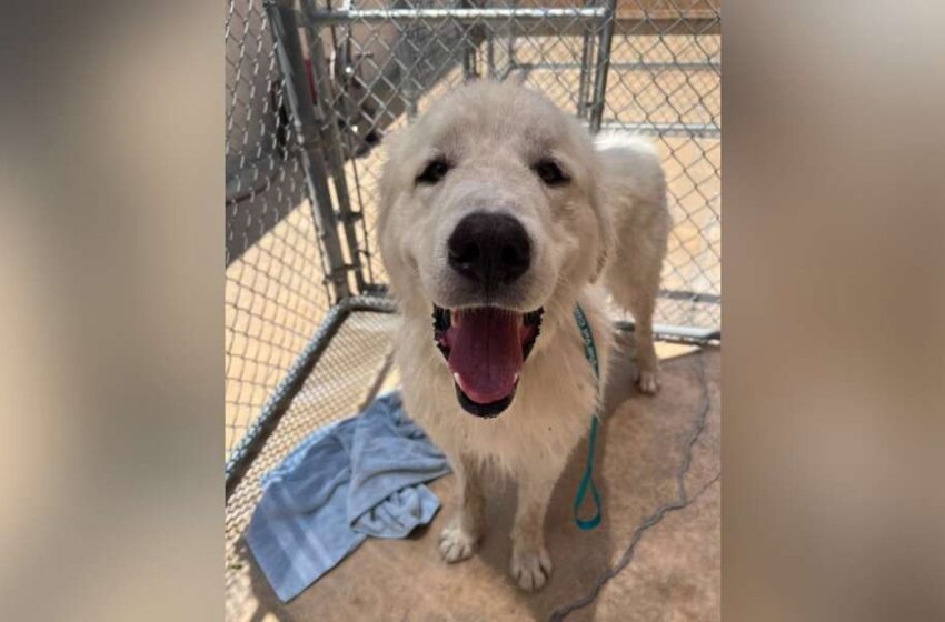  Puppy Tied To A Fence With Deplorable Note Can’t Halt Grinning After Being Found