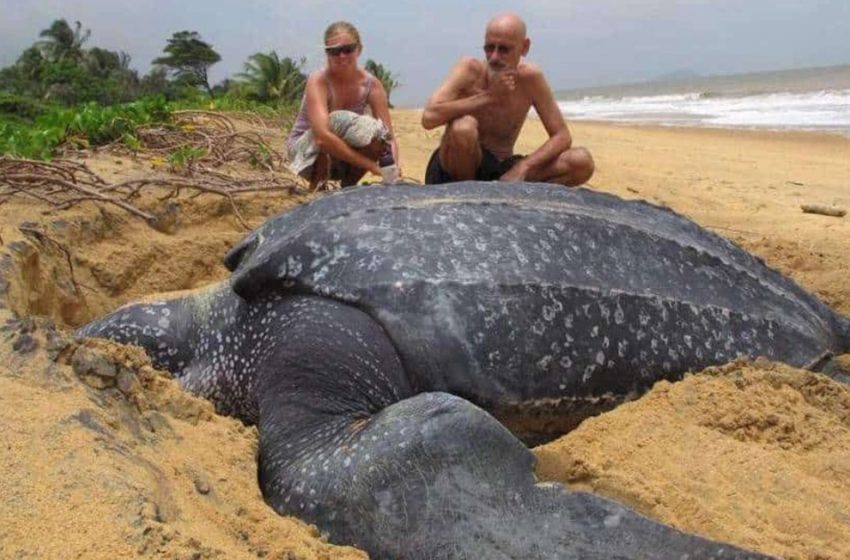  Unimaginable Occasion Biggest Ocean Turtle Within The World Rises From The Sea