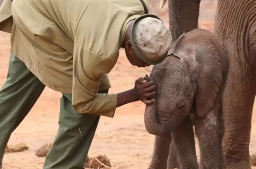  Wild Elephant Brings Her Infant To Meet The Individuals Who Protected Her