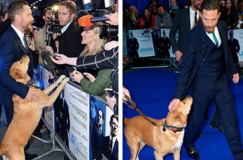  Tom Tough brought his protect pooch to a motion picture debut to energize creature selection