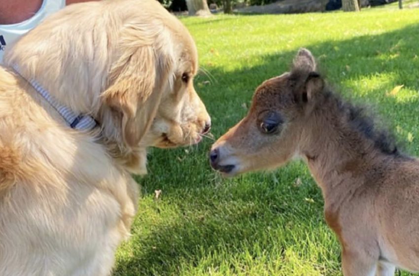  Mini horse who had no companions since of a defensive mother makes a extraordinary bond with the mutts on the ranch