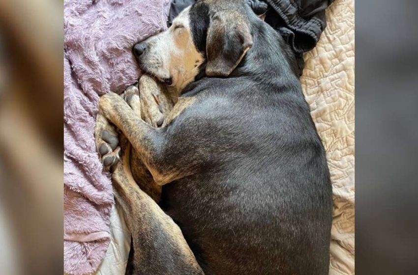  A Pooch That Has Never Been Interior Some time recently Rests In A Genuine Bed For The Primary Time