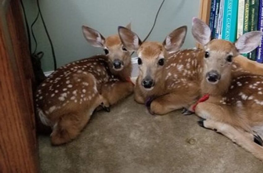  Amid A Storm A Lady Clears out The Back Entryway Open And Finds Three Deer Clustered Within The Living Room