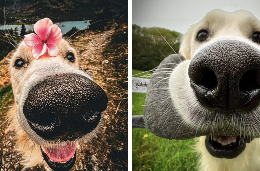  His ‘Boopable’ Nose Is Unquestionably His Best Include As A Protect Pooch