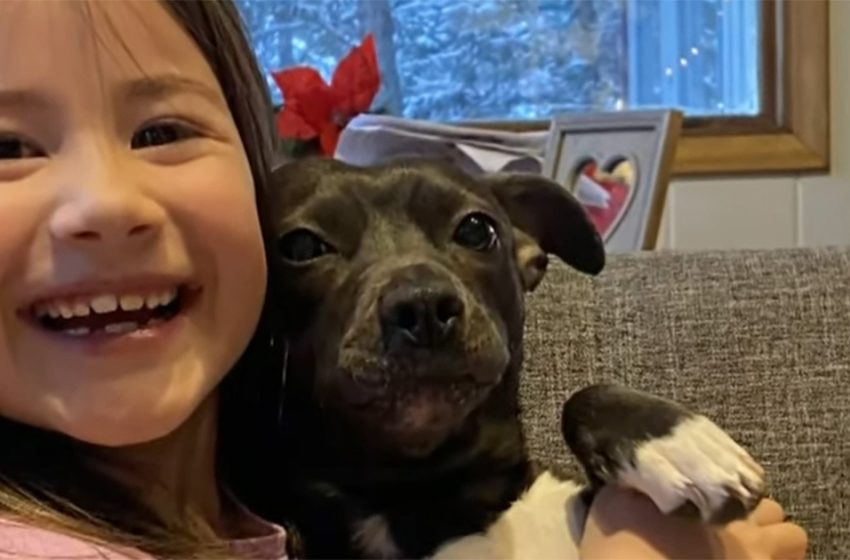  Courageous puppy passes on after ensuring kids from mountain lion assault: ‘She was completely our hero’