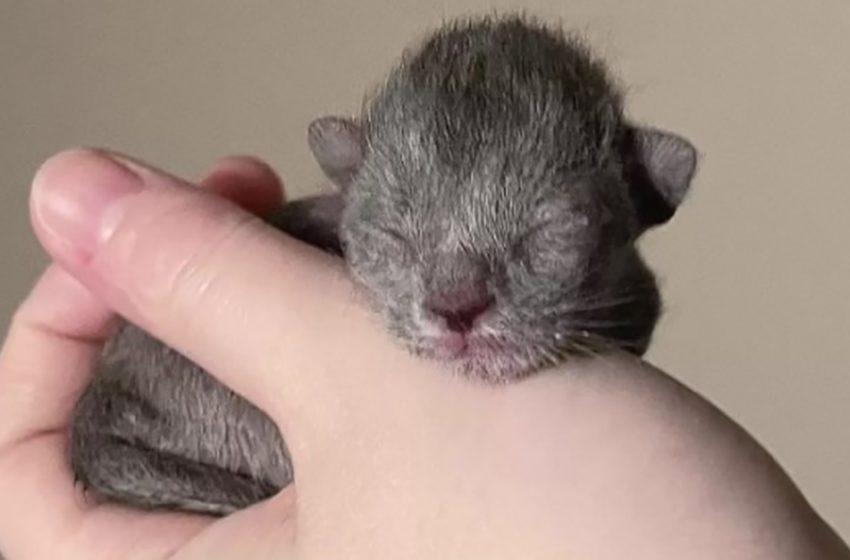  A “Baby Werewolf” Cat Changes Before The Rescuer